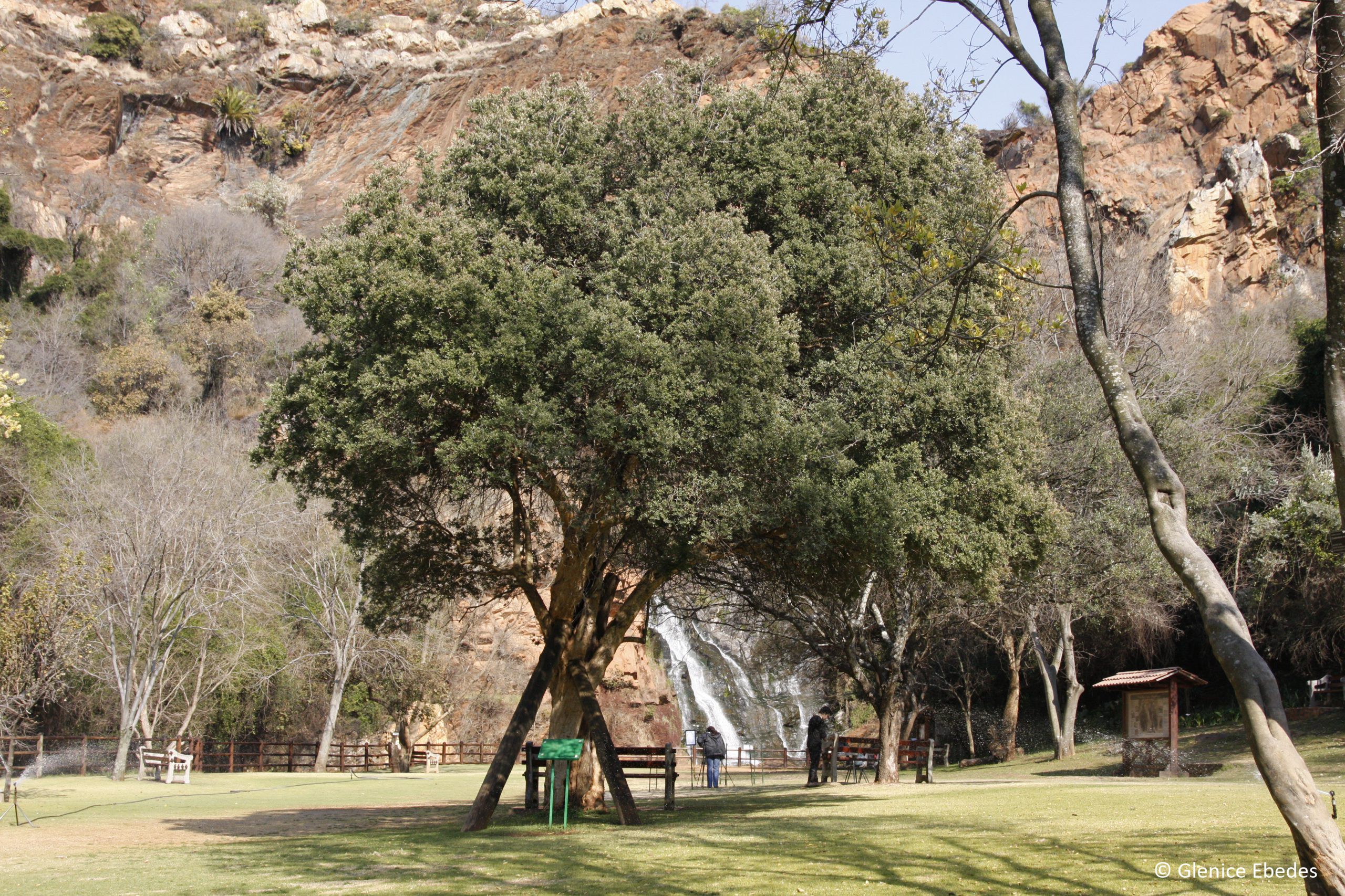 Mountain hard pear (Olinia emarginata) - Tree of the Week
